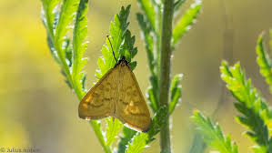 Attēlu rezultāti vaicājumam “Mecyna flavalis”