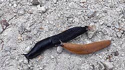 Attēlu rezultāti vaicājumam “Arion rufus”