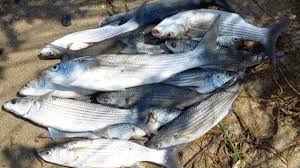 Image result for Chelon tricuspidens