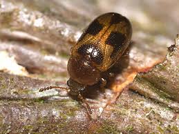 Attēlu rezultāti vaicājumam “Tetratoma ancora”