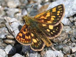 Attēlu rezultāti vaicājumam “Carterocephalus silvicolus male”