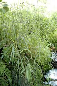 Attēlu rezultāti vaicājumam “Phalaroides arundinacea fruit”