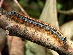 Attēlu rezultāti vaicājumam “Malacosoma neustria larva”