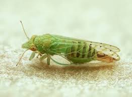 Attēlu rezultāti vaicājumam “Sternorrhyncha”