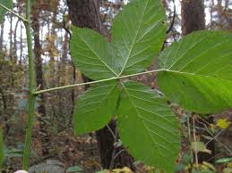 Attēlu rezultāti vaicājumam “Rubus nessensis”