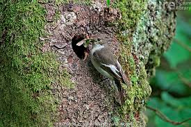 Attēlu rezultāti vaicājumam “Ficedula hypoleuca”