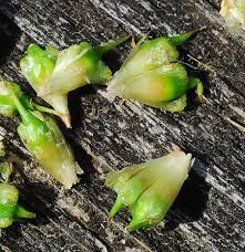 Attēlu rezultāti vaicājumam “Sparganium minimum fruit”