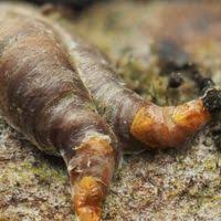 Attēlu rezultāti vaicājumam “Lepidosaphes ulmi”