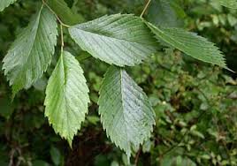 Attēlu rezultāti vaicājumam “Ulmus x hollandica leaf”