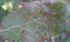 Attēlu rezultāti vaicājumam “Tranzschelia pruni-spinosae”