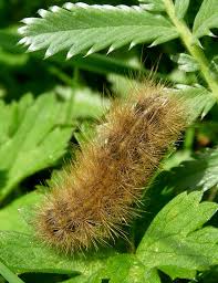 Attēlu rezultāti vaicājumam “Spilosoma sp.”