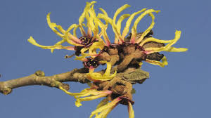 Attēlu rezultāti vaicājumam “Hamamelis mollis”