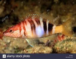 Image result for Serranus scriba