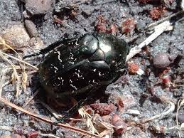 Attēlu rezultāti vaicājumam “Liocola lugubris”