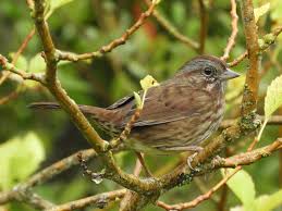 Image result for Melospiza melodia