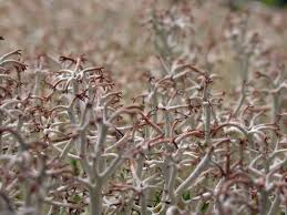 Attēlu rezultāti vaicājumam “Cladonia ciliata”