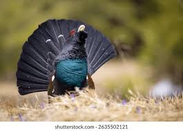 Attēlu rezultāti vaicājumam “Tetrao urogallus”