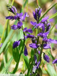 Attēlu rezultāti vaicājumam “Polygala vulgaris”