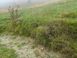 Attēlu rezultāti vaicājumam “Didymodon fallax var. brevifolius”