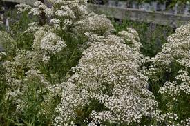 Attēlu rezultāti vaicājumam “Gypsophila paniculata”