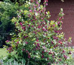 Attēlu rezultāti vaicājumam “Calycanthus floridus”