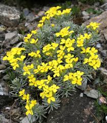 Attēlu rezultāti vaicājumam “Alyssum gmelinii”