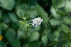 Attēlu rezultāti vaicājumam “Actaea spicata flower”