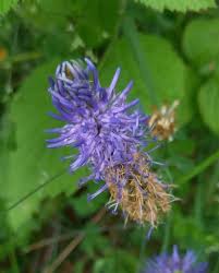 Attēlu rezultāti vaicājumam “Phyteuma spicatum flower”