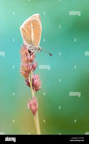 Attēlu rezultāti vaicājumam “Agrodiaetus damon”