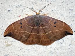 Attēlu rezultāti vaicājumam “Watsonalla binaria”