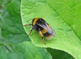 Attēlu rezultāti vaicājumam “Bombus terrestris”