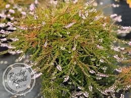 Attēlu rezultāti vaicājumam “Calluna vulgaris leaf”