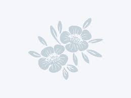 Attēlu rezultāti vaicājumam “Plagiothecium latebricola”