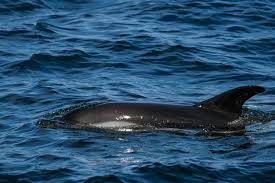 Image result for Leucopleurus acutus