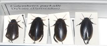 Attēlu rezultāti vaicājumam “Colymbetes paykulli”