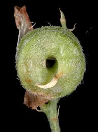 Attēlu rezultāti vaicājumam “Medicago sativa subsp. sativa”