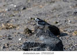 Attēlu rezultāti vaicājumam “Motacilla alba adult”