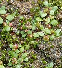 Attēlu rezultāti vaicājumam “Elatinaceae”