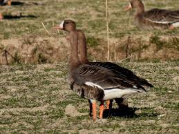 Attēlu rezultāti vaicājumam “Anseriformes”