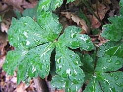 Attēlu rezultāti vaicājumam “Sanicula europaea bud”