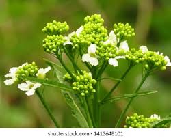 Attēlu rezultāti vaicājumam “Armoracia rusticana flower”