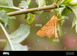 Attēlu rezultāti vaicājumam “Ennomos erosaria”