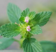 Attēlu rezultāti vaicājumam “Galeopsis tetrahit leaf”