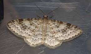 Attēlu rezultāti vaicājumam “Hydrelia sylvata”