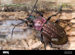 Attēlu rezultāti vaicājumam “Carabus cancellatus”