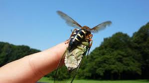 Image result for East Kilbride Wasps