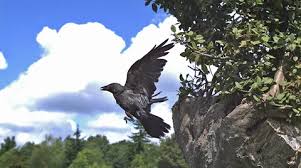 Attēlu rezultāti vaicājumam “Corvus monedula adult”