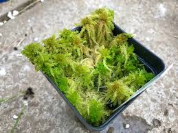 Attēlu rezultāti vaicājumam “Sphagnum balticum”