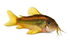 Image result for fish corydoras