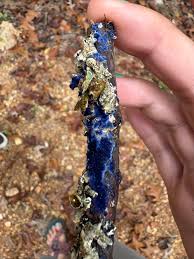 Attēlu rezultāti vaicājumam “Flaviporus citrinellus”